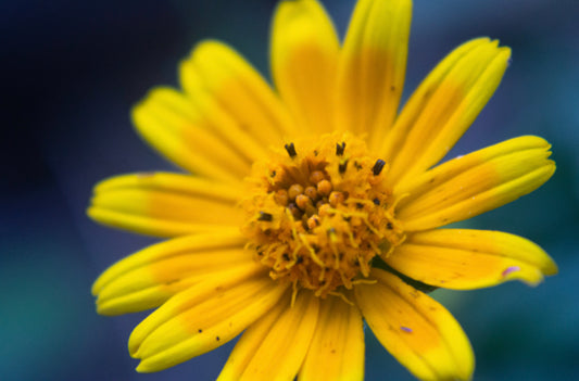 Moon valley organic-Herbal muscle rub